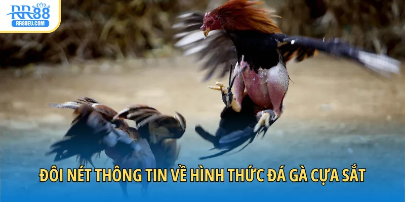 Đá Gà Cựa Sắt - Cá Cược Sôi Động Với Màn Tranh Tài Kịch Tính 2 Đôi nét thông tin về hình thức đá gà cựa sắt