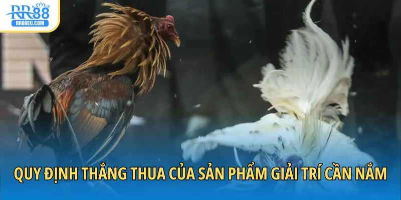 Đá Gà Cựa Sắt - Cá Cược Sôi Động Với Màn Tranh Tài Kịch Tính 3 Quy định thắng thua của sản phẩm giải trí cần nắm