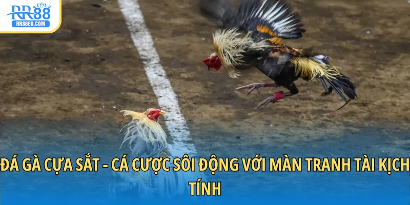 Đá Gà Cựa Sắt - Cá Cược Sôi Động Với Màn Tranh Tài Kịch Tính 1 đá gà cựa sắt