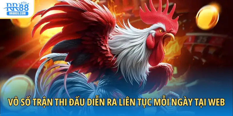 Đá Gà Thomo - Giải Trí Với Đấu Trường Kịch Tính 2025 4 Vô số trận thi đấu diễn ra liên tục mỗi ngày tại web