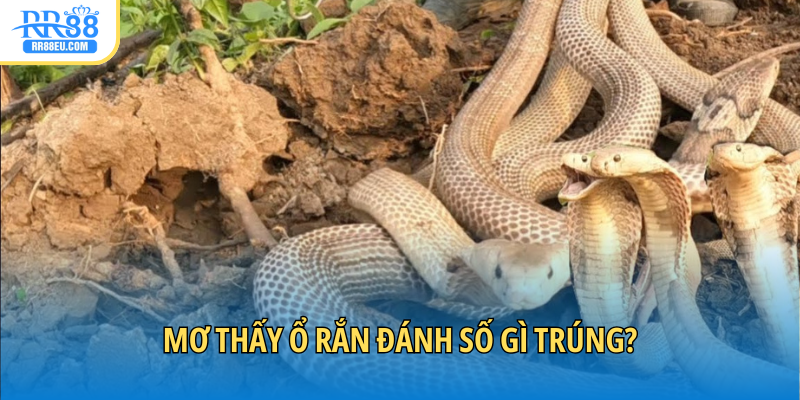 Mơ Thấy Rắn Đánh Con Gì Trúng Độc Đắc? Giải Mã Ý Nghĩa 3 Mơ thấy rắn đánh con gì không lo thua lỗ?