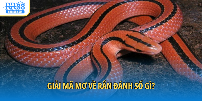 Mơ Thấy Rắn Đánh Con Gì Trúng Độc Đắc? Giải Mã Ý Nghĩa 4 Tra cứu số lô đề ghi dễ trúng từ giấc mơ
