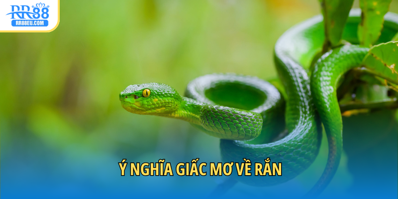Mơ Thấy Rắn Đánh Con Gì Trúng Độc Đắc? Giải Mã Ý Nghĩa 2 Mơ thấy rắn mang ý nghĩa gì?